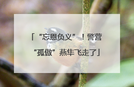 “忘恩负义”！警营“孤傲”燕隼飞走了