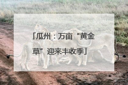 瓜州：万亩“黄金草”迎来丰收季