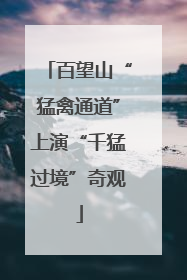 百望山“猛禽通道”上演“千猛过境”奇观