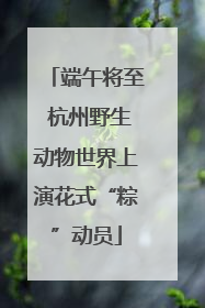 端午将至 杭州野生动物世界上演花式“粽”动员