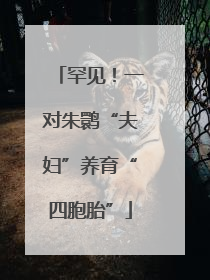 罕见！一对朱鹮“夫妇”养育“四胞胎”