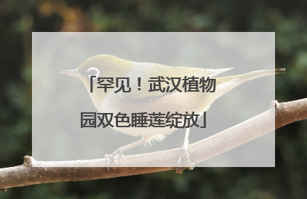 罕见！武汉植物园双色睡莲绽放