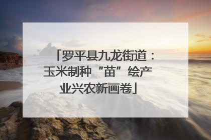 罗平县九龙街道：玉米制种“苗”绘产业兴农新画卷