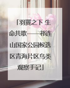 羽翼之下 生命共歌——祁连山国家公园候选区青海片区鸟类观察手记