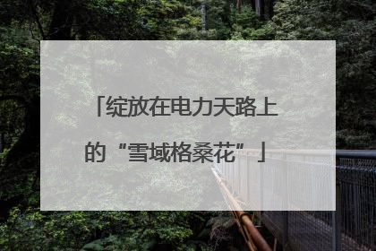 绽放在电力天路上的“雪域格桑花”