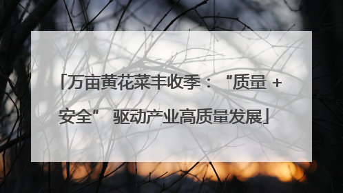 万亩黄花菜丰收季：“质量 + 安全” 驱动产业高质量发展