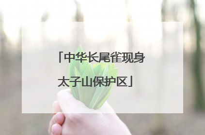 中华长尾雀现身太子山保护区