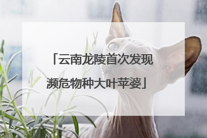 云南龙陵首次发现濒危物种大叶苹婆