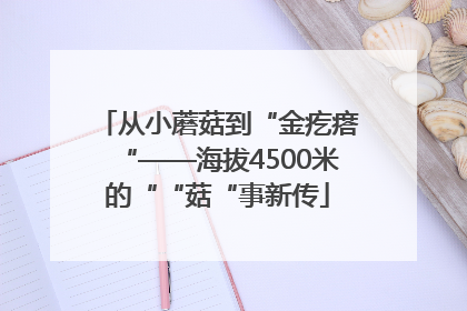 从小蘑菇到“金疙瘩“——海拔4500米的““菇“事新传