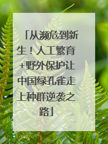 从濒危到新生！人工繁育+野外保护让中国绿孔雀走上种群逆袭之路