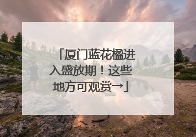 厦门蓝花楹进入盛放期！这些地方可观赏→