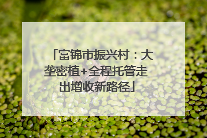 富锦市振兴村：大垄密植+全程托管走出增收新路径