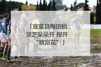 宜章县梅田镇：灵芝朵朵开 撑开“致富花”