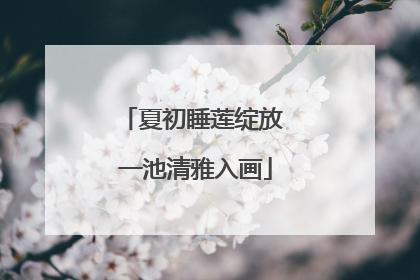 夏初睡莲绽放 一池清雅入画