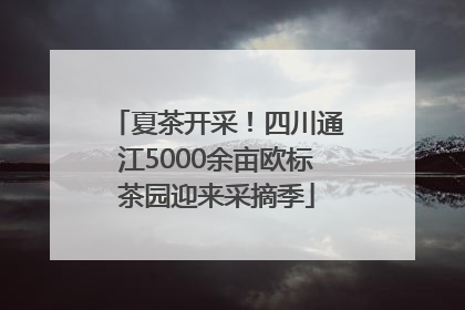 夏茶开采！四川通江5000余亩欧标茶园迎来采摘季