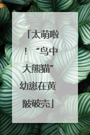 太萌啦！“鸟中大熊猫”幼崽在黄陂破壳