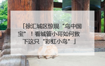 徐汇城区惊现“鸟中国宝”！看城管小哥如何救下这只“彩虹小鸟”