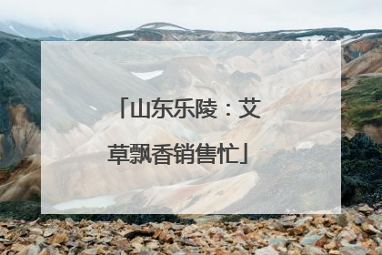 山东乐陵：艾草飘香销售忙