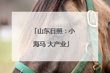山东日照：小海马 大产业