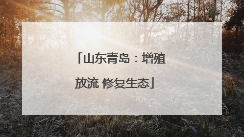 山东青岛：增殖放流 修复生态