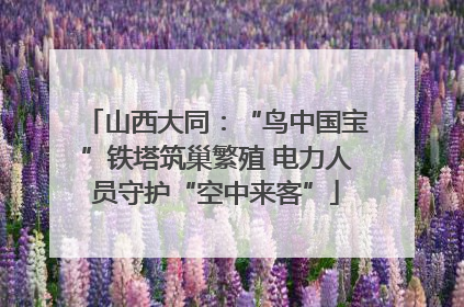 山西大同：“鸟中国宝”铁塔筑巢繁殖 电力人员守护“空中来客”