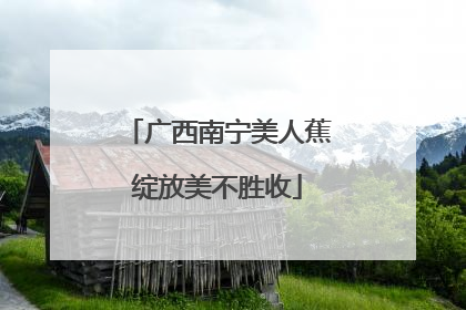 广西南宁美人蕉绽放美不胜收