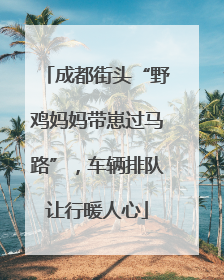 成都街头“野鸡妈妈带崽过马路”，车辆排队让行暖人心