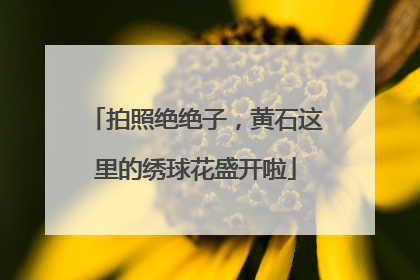 拍照绝绝子，黄石这里的绣球花盛开啦