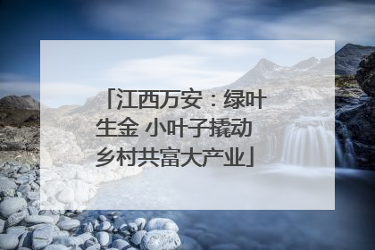 江西万安：绿叶生金 小叶子撬动乡村共富大产业