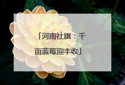 河南社旗：千亩蓝莓迎丰收