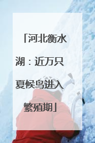 河北衡水湖：近万只夏候鸟进入繁殖期