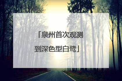 泉州首次观测到深色型白鹭
