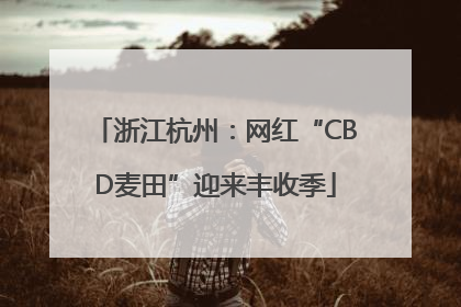 浙江杭州：网红“CBD麦田”迎来丰收季