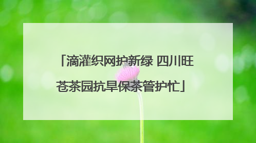 滴灌织网护新绿 四川旺苍茶园抗旱保茶管护忙