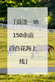 菏泽一地150余亩百合花海上线