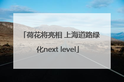 荷花将亮相 上海道路绿化next level