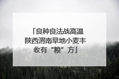 良种良法战高温 陕西渭南旱地小麦丰收有“粮”方
