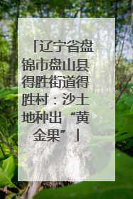 辽宁省盘锦市盘山县得胜街道得胜村：沙土地种出“黄金果”
