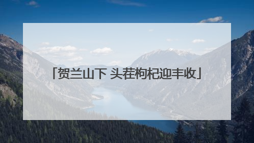 贺兰山下 头茬枸杞迎丰收