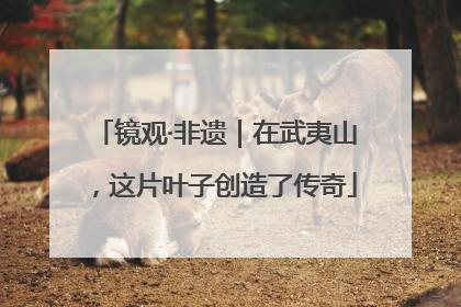 镜观·非遗｜在武夷山，这片叶子创造了传奇
