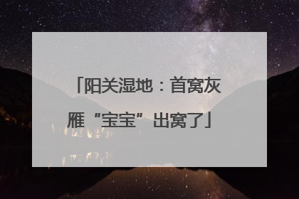 阳关湿地：首窝灰雁“宝宝”出窝了