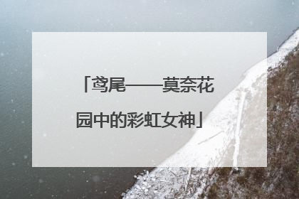 鸢尾——莫奈花园中的彩虹女神