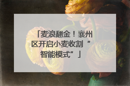 麦浪翻金！襄州区开启小麦收割“智能模式”