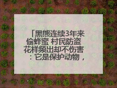 黑熊连续3年来偷蜂蜜 村民防盗花样频出却不伤害：它是保护动物，我有保险兜底